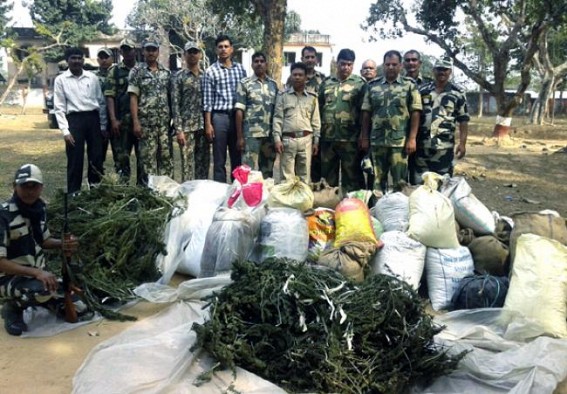 Dried cannabis worth Rs. 17.50 lakh seized